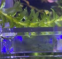 ミナミヌマエビの突然死について 今朝朝起きたら赤ちゃん数百匹が死んでいまし Yahoo 知恵袋