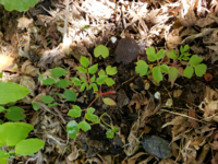 赤い茎の植物の名前を教えてください よろしくお願いします Yahoo 知恵袋