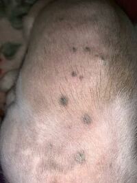 愛犬の背中の写真なのですが この黒い斑点は何でしょうか Yahoo 知恵袋