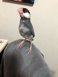 文鳥について胸元辺りの白いまだら模様は桜文鳥だからですか 灰色にな Yahoo 知恵袋