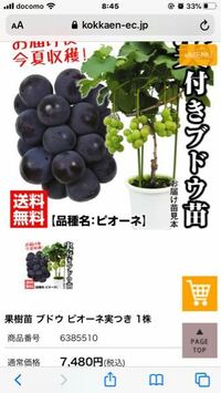 ぶどうの花がつかない 2年生の苗を庭に植え付けてから 2回目の夏を迎 Yahoo 知恵袋