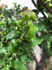 自宅の植木の葉に白い虫の様なものがたくさん付いていて 葉も丸まっています こ Yahoo 知恵袋