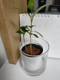ダイソーでコーヒーの木を購入しました 茎が茶色くなっています Yahoo 知恵袋