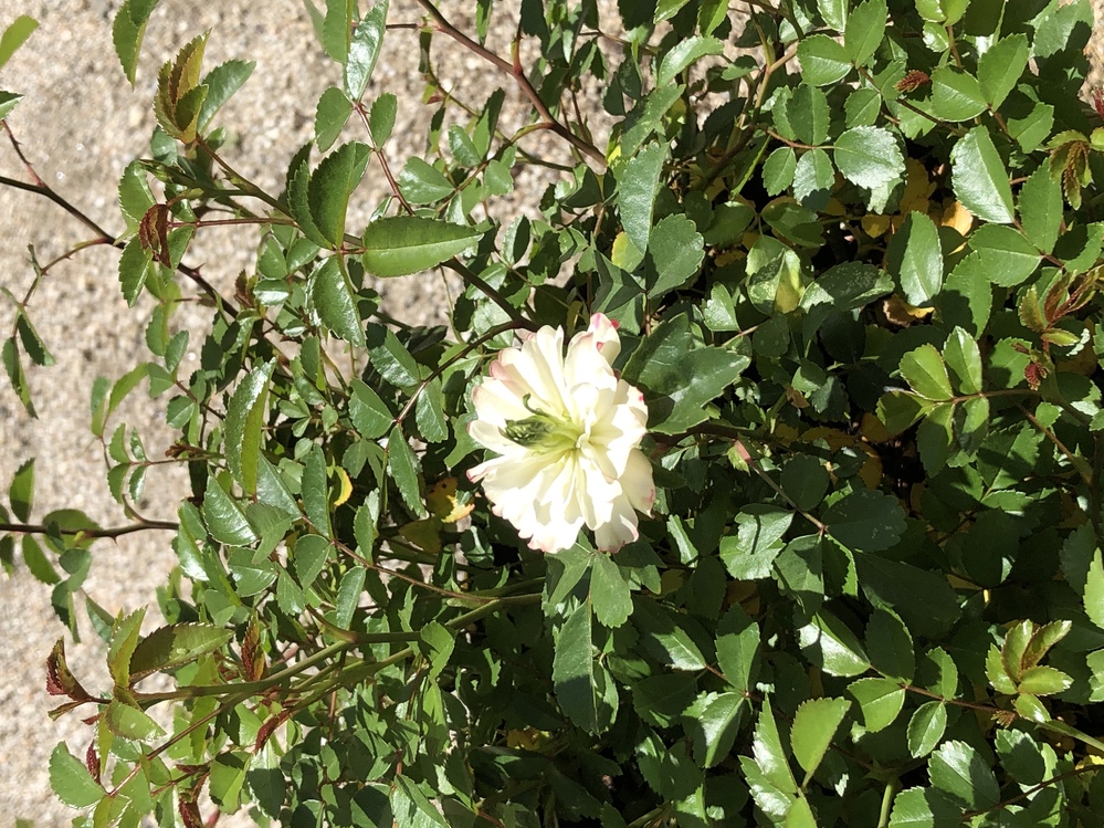 バラ 解決済みの質問 Yahoo 知恵袋