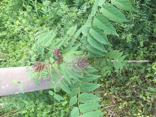 この植物の名前を教えてください たらの芽に似ているかと思ったのです Yahoo 知恵袋