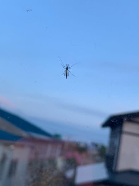 この虫は何ですか？家の外壁とか窓に大量にくっついていて気色悪いです 