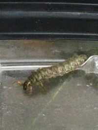 最初 ヘビトンボの幼虫かと思いましたが 何か違うような気もします 色々 Yahoo 知恵袋