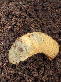 カブトムシの幼虫についてです お尻にある茶色の斑点は黒点病でしょうか Yahoo 知恵袋