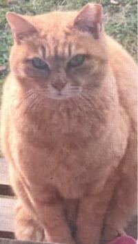地域猫を連れて帰るのは犯罪なのでしょうか 江ノ島の猫など連れて帰って Yahoo 知恵袋