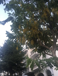 植えてはいけない庭木はどんなものがありますか 金木犀などはお寺 Yahoo 知恵袋