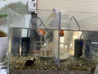 自宅でピンポンパール2匹とランチュウを飼っています 同じ水槽の真ん中に仕切り Yahoo 知恵袋
