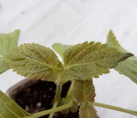 えごまの葉に付く虫の駆除法ありますか もちろん 葉を収 Yahoo 知恵袋