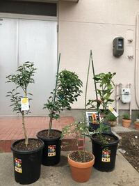 酢橘 すだち の木を10年前に植えたのですが まだ1度も花も咲きません どうし Yahoo 知恵袋