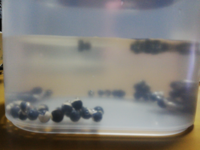 フウセンカズラの種が発芽しません 関東南部に住んでいます 朝から昼前まで日が当 Yahoo 知恵袋