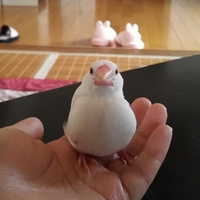 文鳥の仕草について生後一ヶ月半の文鳥がいます 放鳥時 手のひらの上 Yahoo 知恵袋