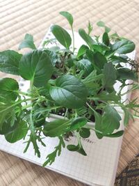 日本語の発音 アクセントについて質問です 沼などに住み人の血を Yahoo 知恵袋