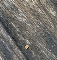 ウッドデッキに写真中央の虫がたくさんいます この虫 わかる方いら Yahoo 知恵袋