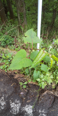 中央のハートみたいな葉っぱの植物の名前を教えて下さい イタドリです Ht Yahoo 知恵袋