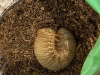 カブトムシの幼虫についてです 土の上に出てきてしまったのですが 今朝見た時か Yahoo 知恵袋