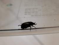 洗濯物に虫がついてました 色は茶色で 足がトゲトゲしています 息子 4歳 が Yahoo 知恵袋