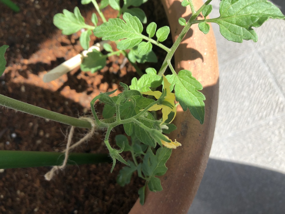 ミニトマトの花が落ちました ベランダでミニトマトを栽培しています 1段目に蕾 Yahoo 知恵袋