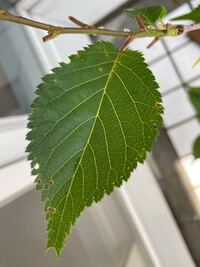 桜の盆栽の葉っぱがこのように穴が開いたりしています これは何という虫にや Yahoo 知恵袋