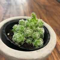 白い花の咲くサボテンです名前が分かりません 教えて下さい Yahoo 知恵袋