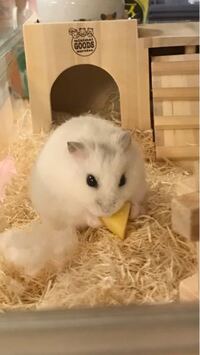 私はジャンガリアンハムスターのオスを飼っているのですが 最近体重を測ると21 Yahoo 知恵袋