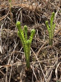 こごみと間違えて変なしだ植物を食べたかもしれません 毒のあるし Yahoo 知恵袋
