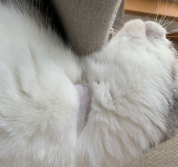 猫のハゲについて。 - たまたま仰向けになっている時に気付いたので 