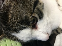 猫の目元が赤いです 目やにが多いです 結膜炎の目薬をさしてます おすすめの薬 Yahoo 知恵袋
