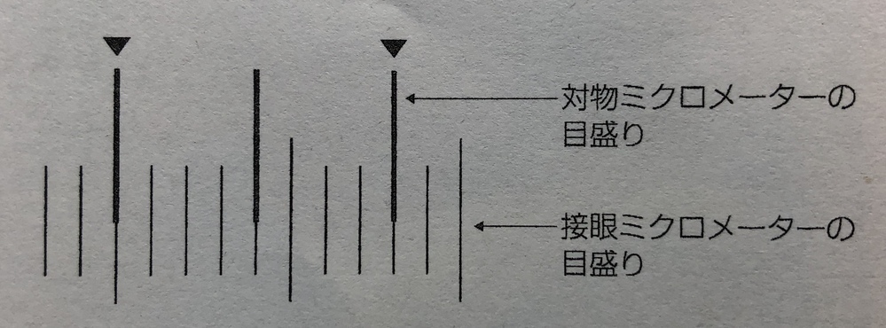 生物基礎の問題です。(１)接眼ミクロメーターを入れた倍率10倍の接眼