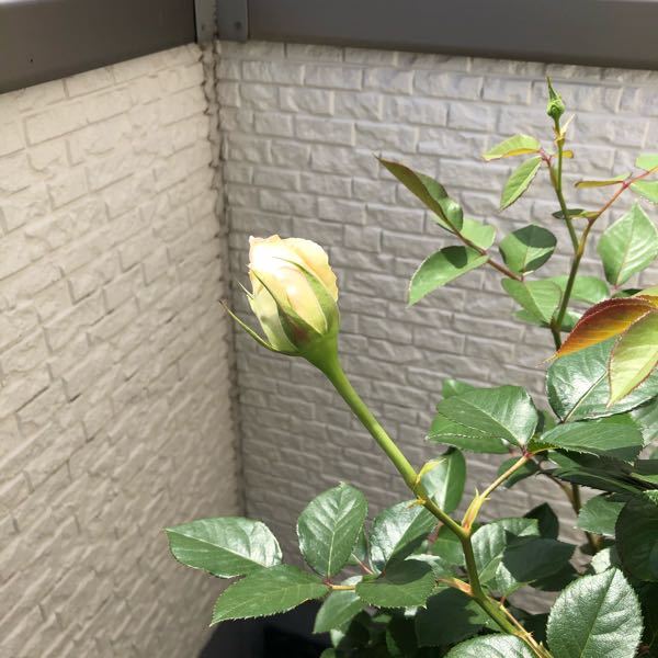 バラの蕾から開花について バラの蕾がだいぶ大きくなってきたので Yahoo 知恵袋