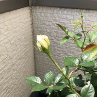結婚式で使用のバラの切花を水につけておいたら新芽が出てきたのでこれを再生させる Yahoo 知恵袋