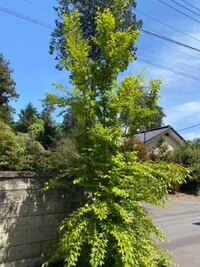 庭のヒメシャラの枝葉が多すぎて美しくないので 特に密集しているところを剪定し Yahoo 知恵袋