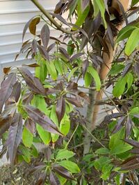 金木犀の葉先が茶色くなってしまいました これは病気でしょうか そして新しく Yahoo 知恵袋