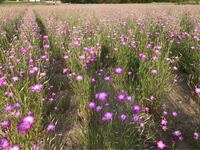 この花の名前を教えてください ネモフィラやゲラニウムと似てるけど違うと思いま Yahoo 知恵袋