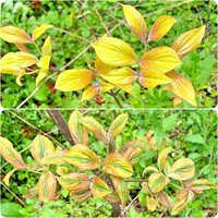 斑入り矮性ハナミズキって 葉の鑑賞のみで花は咲かないのでしょうか 普通 Yahoo 知恵袋