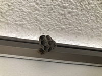 部屋の壁とベランダの壁に茶色い蜜 のような汚れがいつの間にか着いてます こ Yahoo 知恵袋