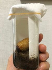 はじめての人工蛹室で、昨日横向きに蛹室を作っていた幼虫をとりだし、人工蛹室にしました。 国産カブトムシの人工蛹室は、これだと大きいのでしょうか？
210mlのペットボトルとトイレットペーパーの芯を使っています。