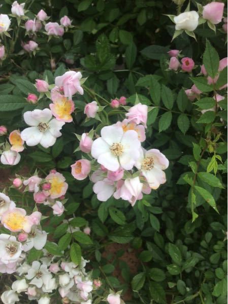 一重の薔薇で小さいです 1cm程 中心が白色 外側が薄いピ Yahoo 知恵袋