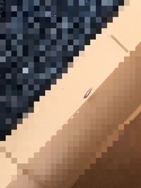 紙魚が一匹家にいました 初めて見たんですが一匹いるということはいっ Yahoo 知恵袋