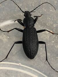 家に現れました この虫は何という虫ですか その虫について Yahoo 知恵袋