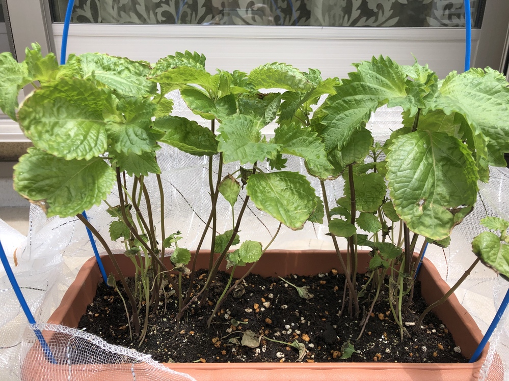 しそ(大葉)の苗を購入しました。数本まとめて植えた方が葉が柔らかくな