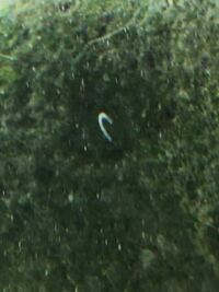 ナマズの水槽にこの様な線虫が大量発生しているなのですが なにかわかりますか Yahoo 知恵袋