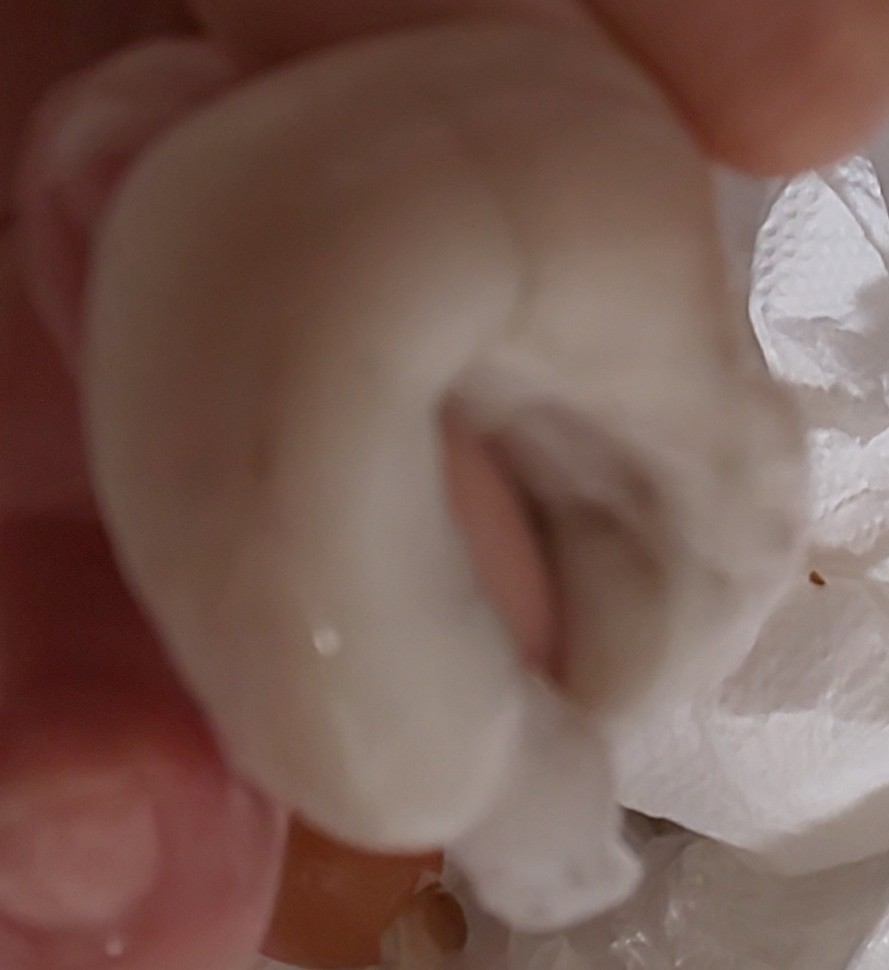 アオリイカに卵が入ってました 卵だからメスはわかるんですが これはなん Yahoo 知恵袋