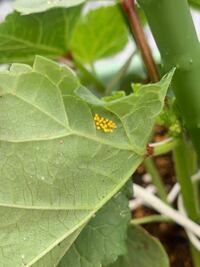 何の卵ですか オクラの葉っぱの裏です Yahoo 知恵袋