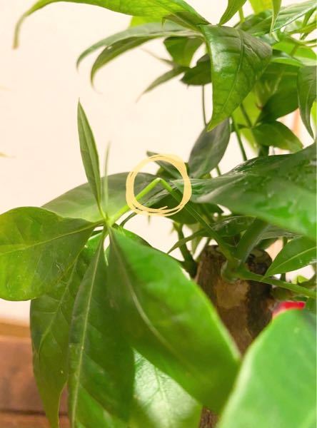 折れてしまったパキラ、挿し木できますか？ - パキラを倒してしまって 