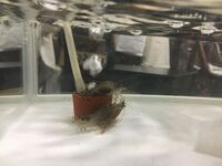 今日 ヤマトヌマエビを購入し現在水合わせ途中なのですが皆空気のところに集まっ Yahoo 知恵袋
