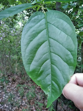 この大きな葉っぱの木の名前を教えて下さい 鋸歯はありません カキノキか Yahoo 知恵袋